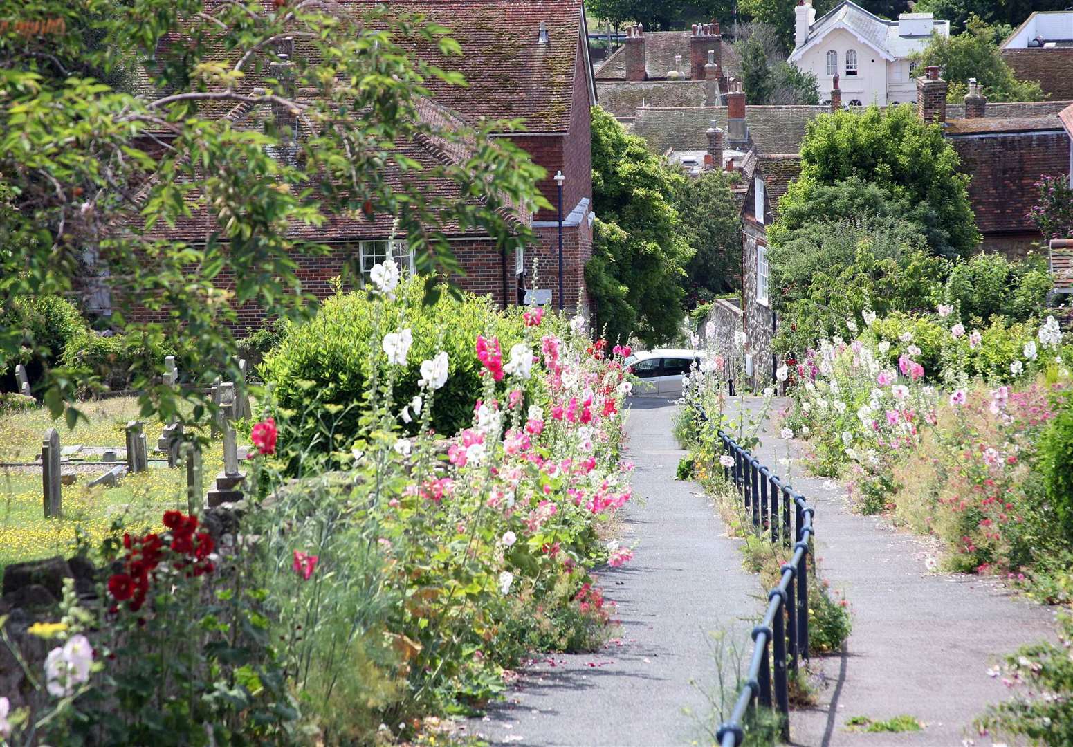 The hollyhocks line Church Hill in Hythe, brightening up the path