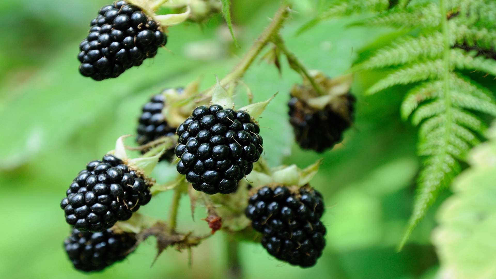 Head out into the hedgerows for some blackberries