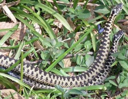 The pair of adders - after Barney had left them alone! Picture courtesy Daphne Andrews