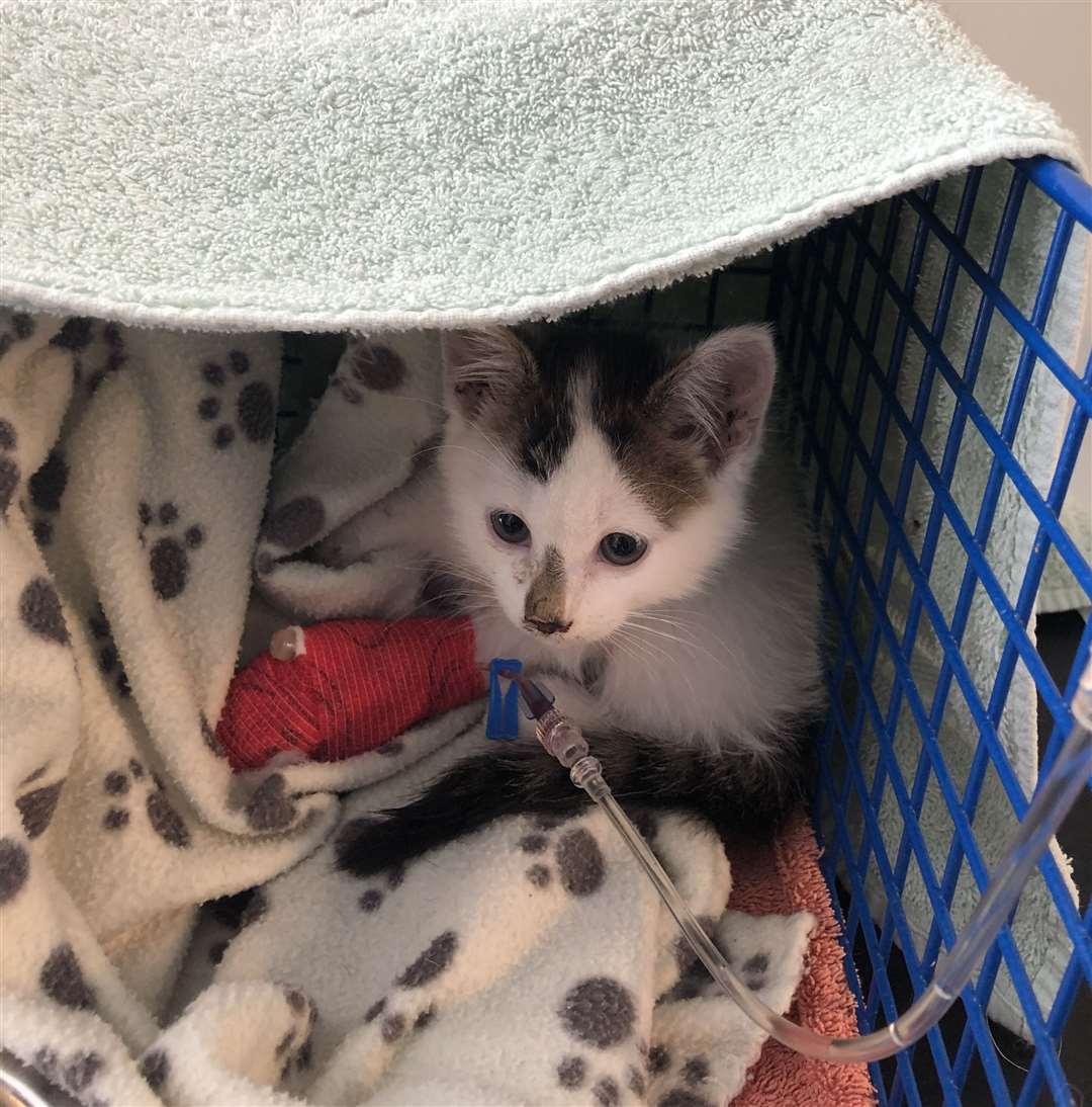 The kitten called Cabbage was found dumped with a broken leg outside a vet surgery in Lydd