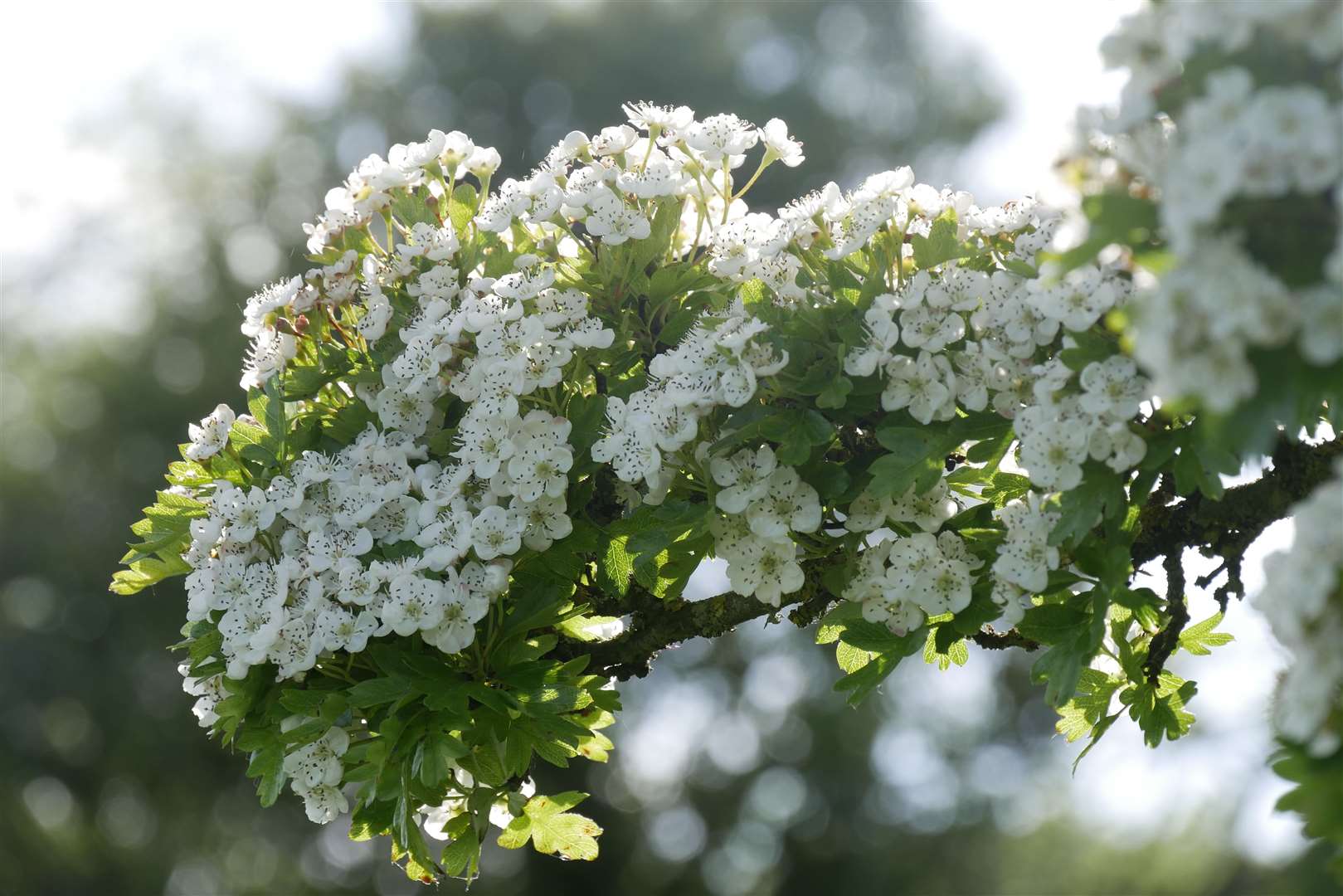 See the hawthorn blossoms at the end of spring. Picture: National Trust / Emma Weston