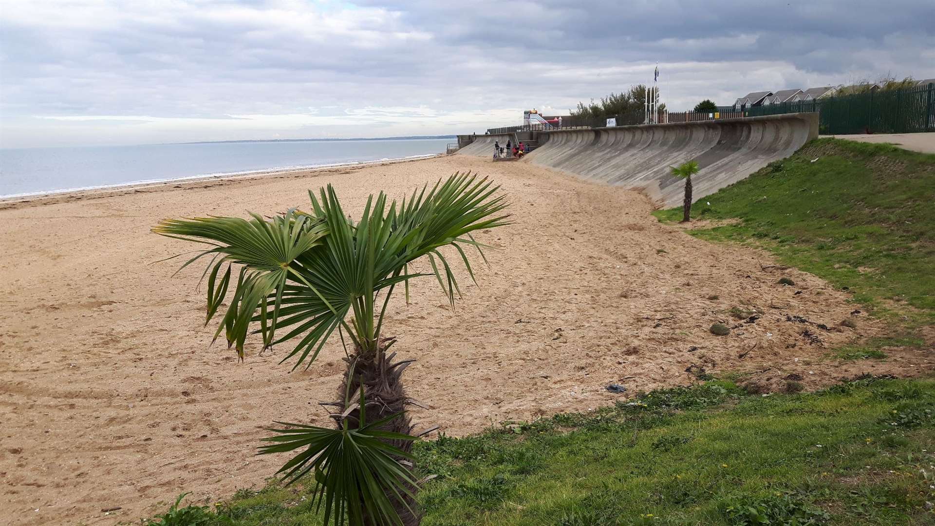Palm trees have been planted on the beach at Leysdown on the Isle of Sheppey