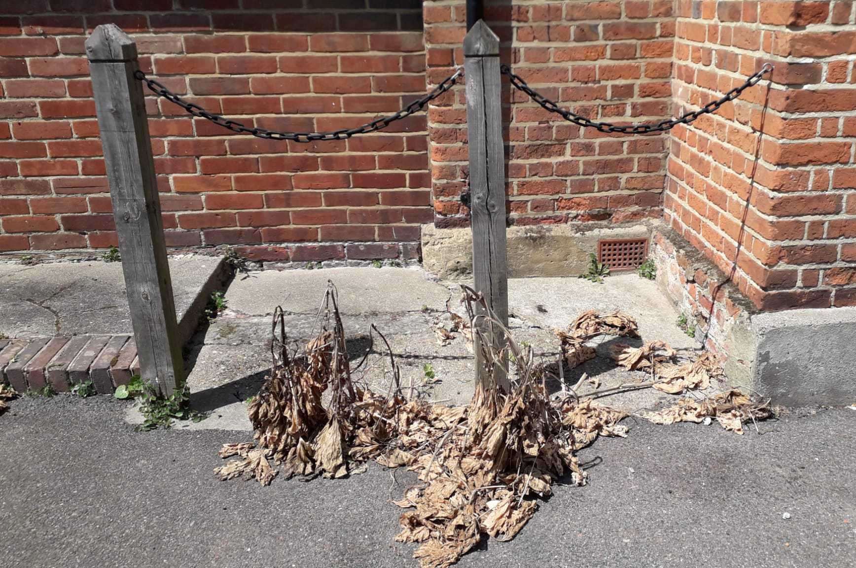 Gardener Susan Mortimer has left the dried up greenery there to highlight the issue of the council’s over-zealous herbicide use