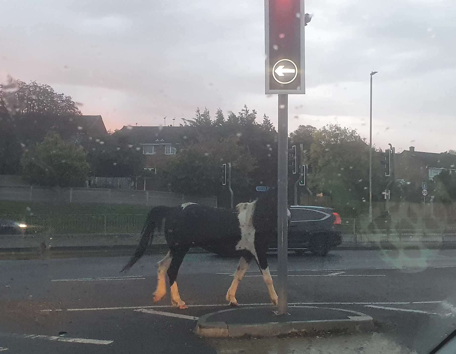 A horse was spotted running loose in traffic along Steele Avenue, Greenhithe. Photo: Joanne Restall