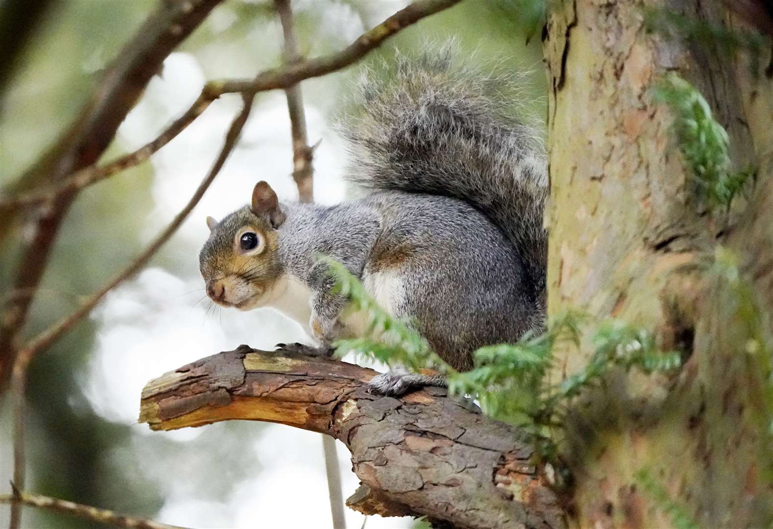The findings show grey squirrels have better general health compared to red squirrels as well as a broader diet and access to a wider range of resources (Niall Carson/PA)