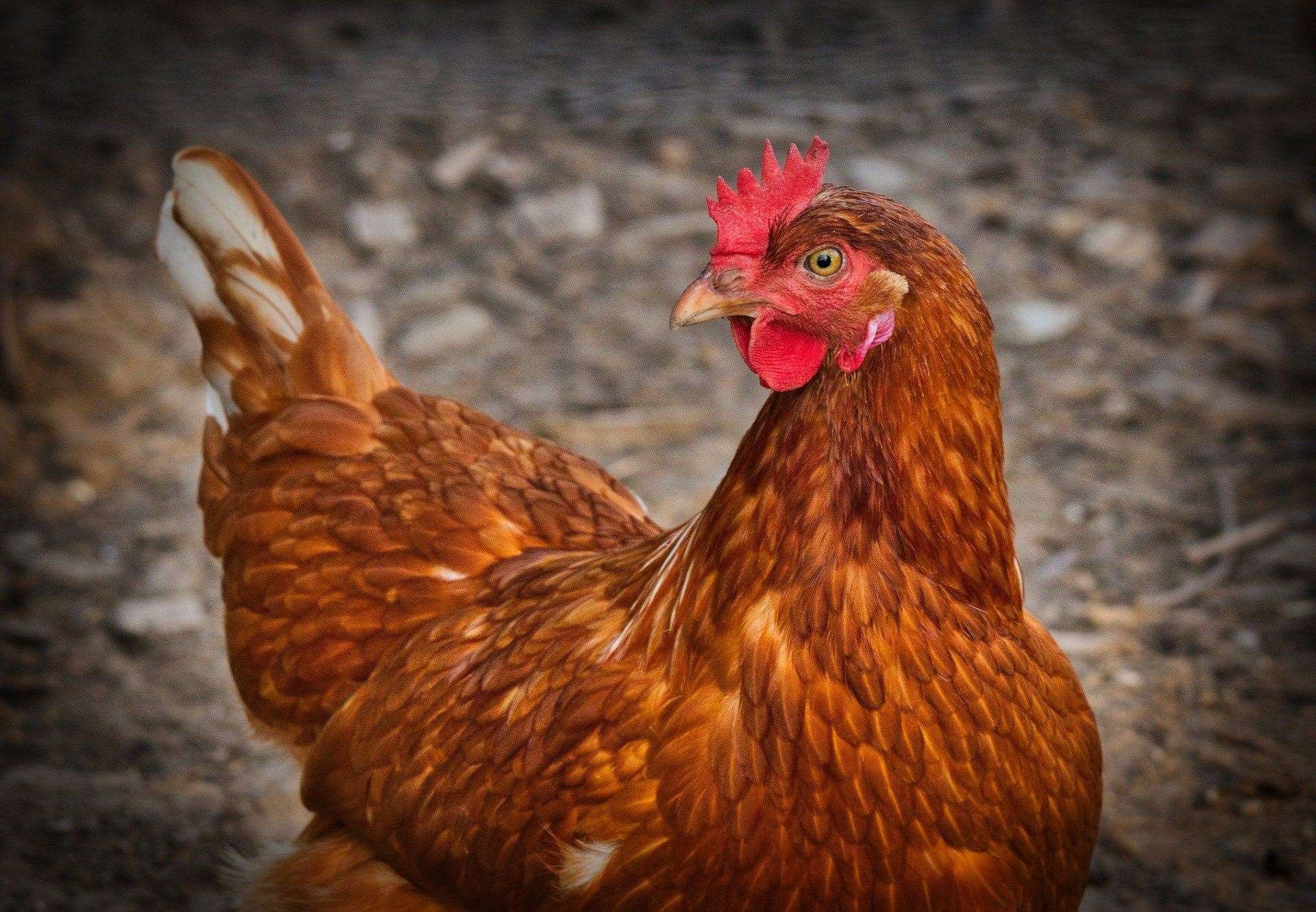 Chickens and other captive poultry and birds must be brought indoors from Monday, November 29