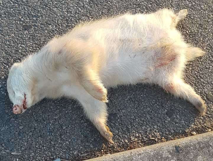 An albino badger found dead in Woolley Road, Senacre