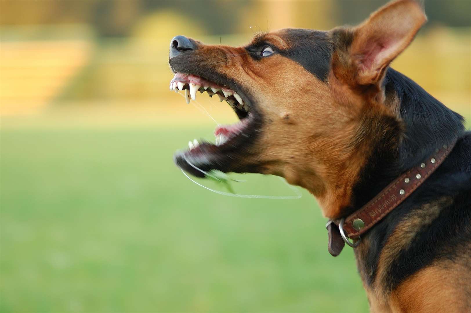 A violent dog. Stock picture