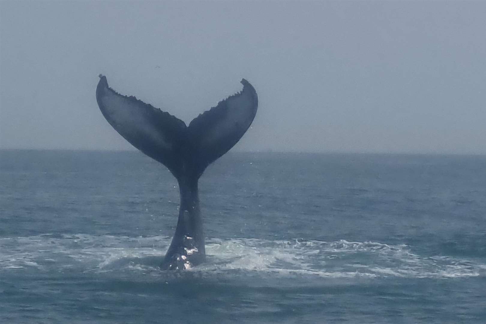 The whale was seen splashing its tail on the water yesterday. Picture: Thomas Packman