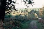Part of Bedgebury Forest at Goudhurst