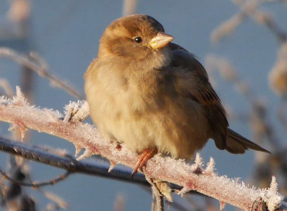 Simon Pettman captured a sparrow grasping a frost-covered twig at Kingsmead Field in Canterbury