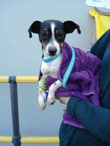 Daisy the Jack Russell, at the RSPCAÃ­s centre in Leybourne after she had been found in a sealed cardboard box with her unborn puppy inside her. The puppy did not make it.