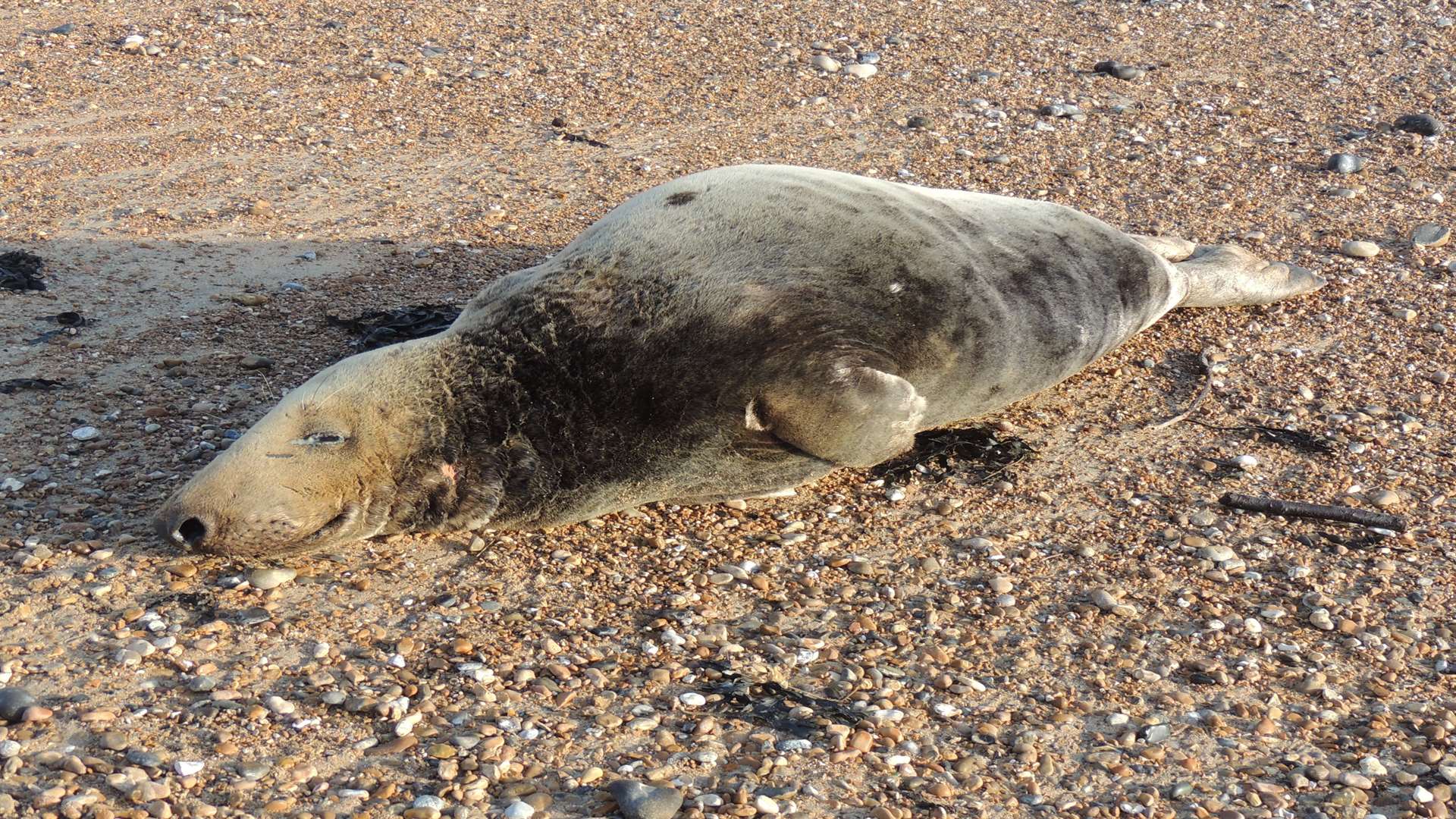 Don Hough was walking his dog when he came across the seal on Kingsdown Beach