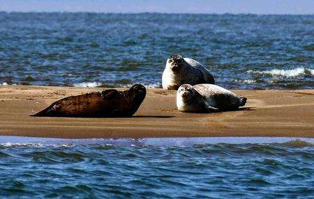 Look for seals on Sea Searcher Boat Trips