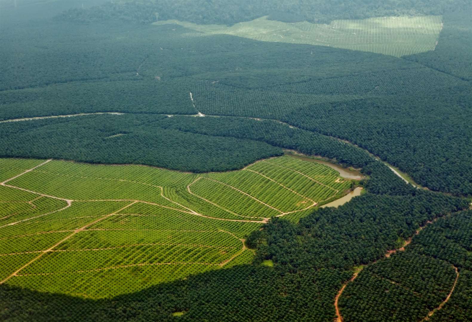 Oil palm plantations in northeastern Borneo, state of Sabah, Malaysia. Recently planted oil palms can be seen in the bright green grassy areas and a tiny bit of natural rainforest still struggles for survival farther away.