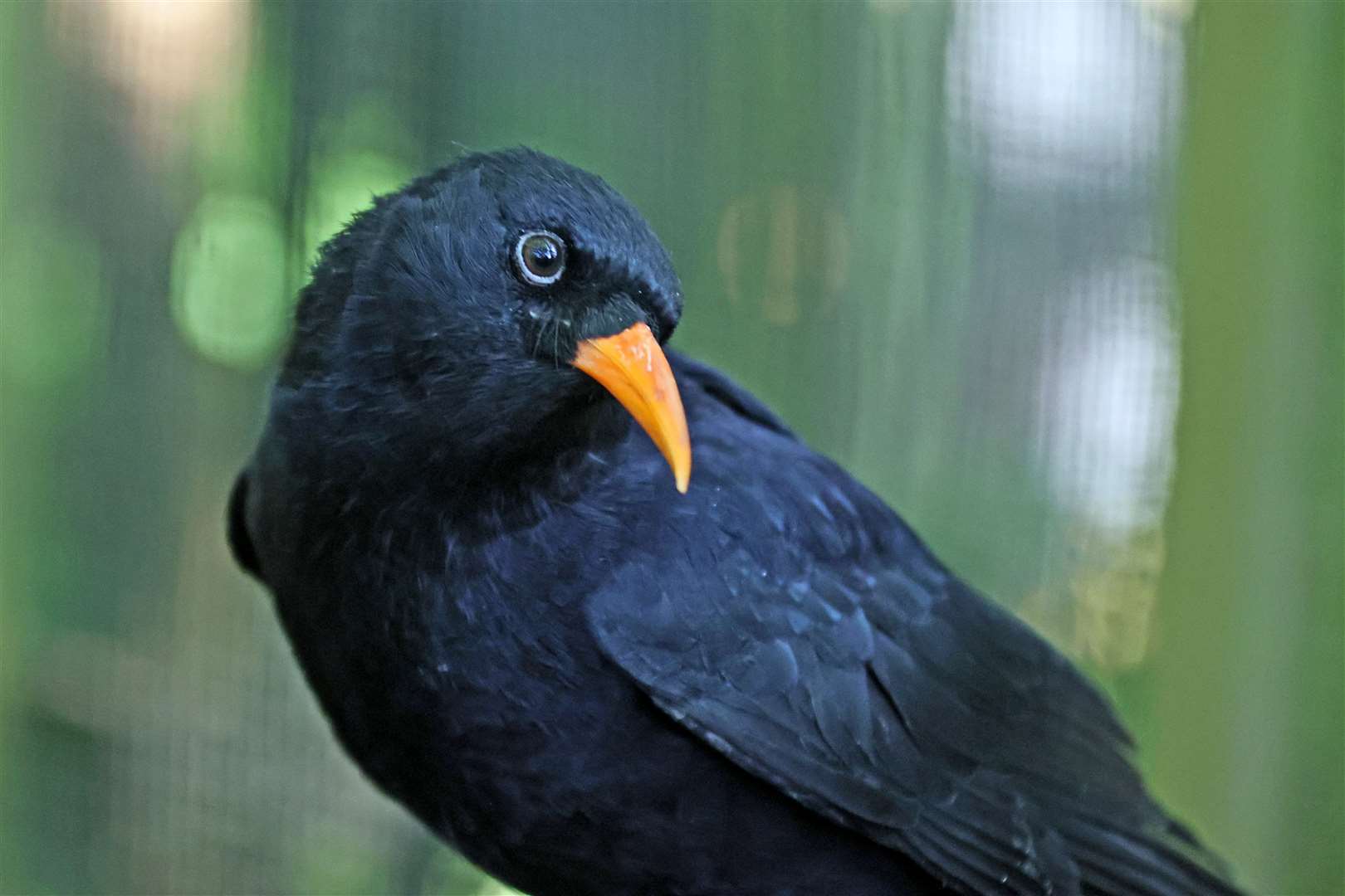 A red-billed chough. Picture: Wildwood Trust