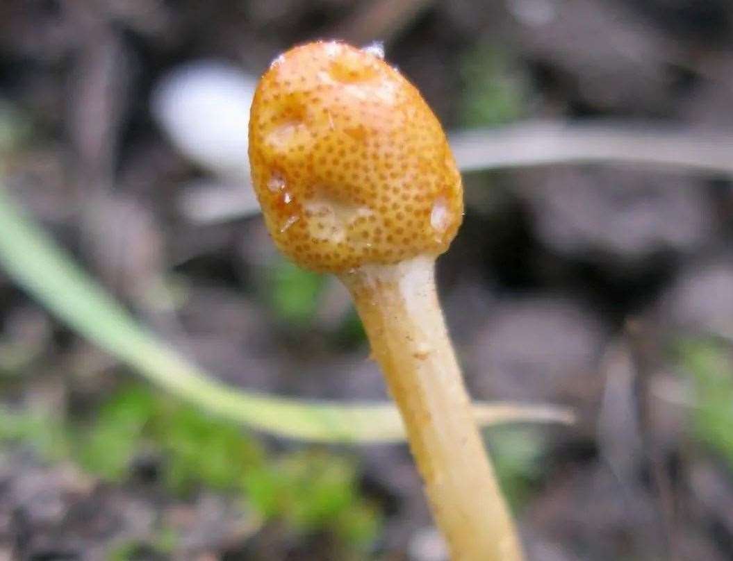 The rare fungus was discovered by a woodland volunteer in Margate. Picture: Dane Valley Woods