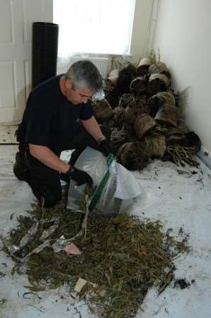 Sgt Dave Knox clears cannabis leaves from one of the houses in Church Road, Ramsgate.