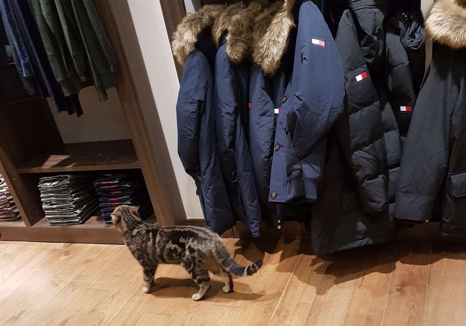 Tyson the Asda Cat checks out some Tommy Hilfiger coats to stave off the winter cold. Picture: Jack Jarvis