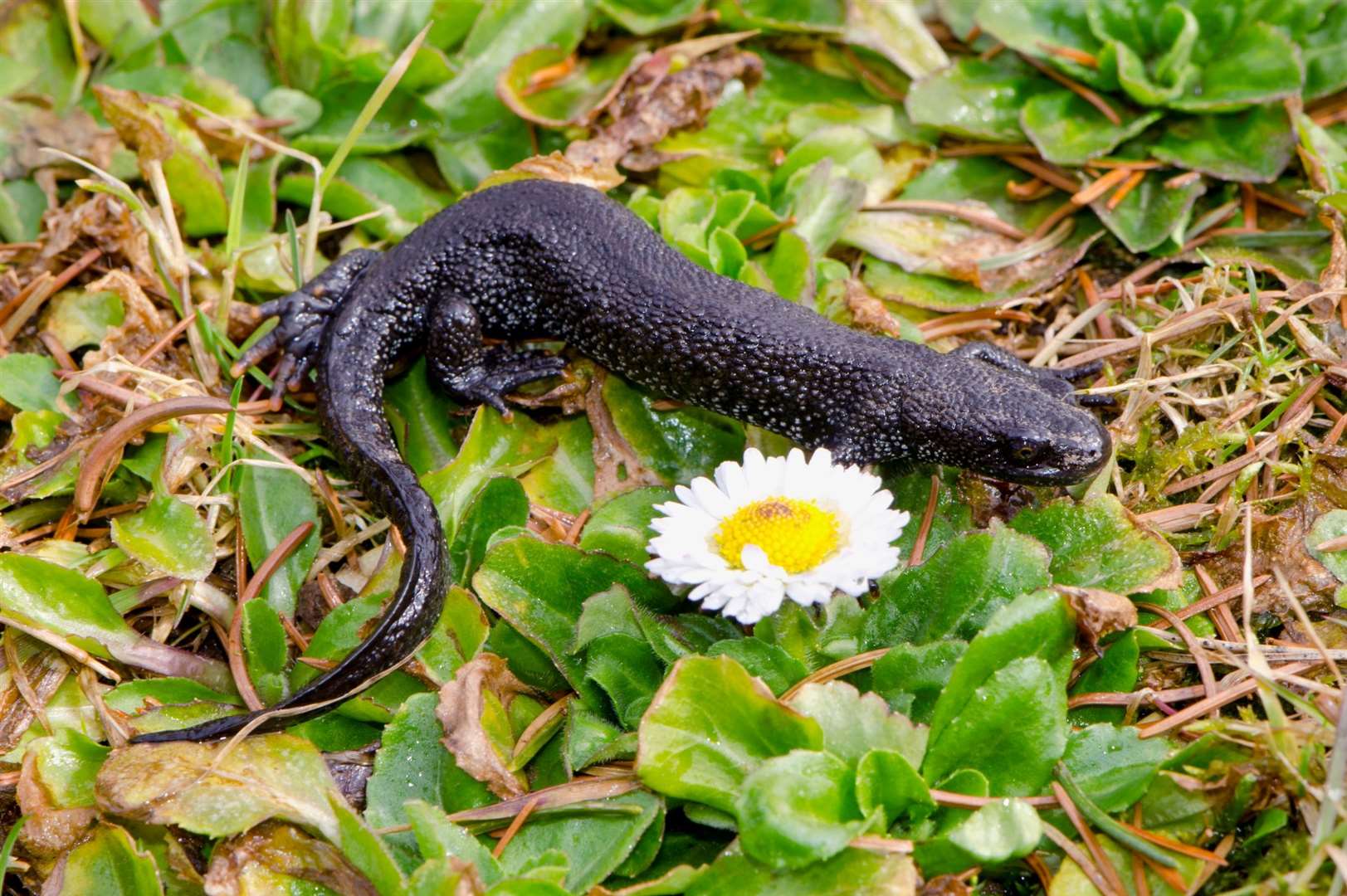 Great Crested Newts are a protected species