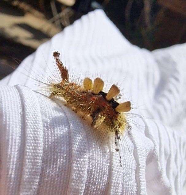 Marina O’Loughlin found this strange-looking insect in amongst her laundry. Photo: Marina O’Loughlin