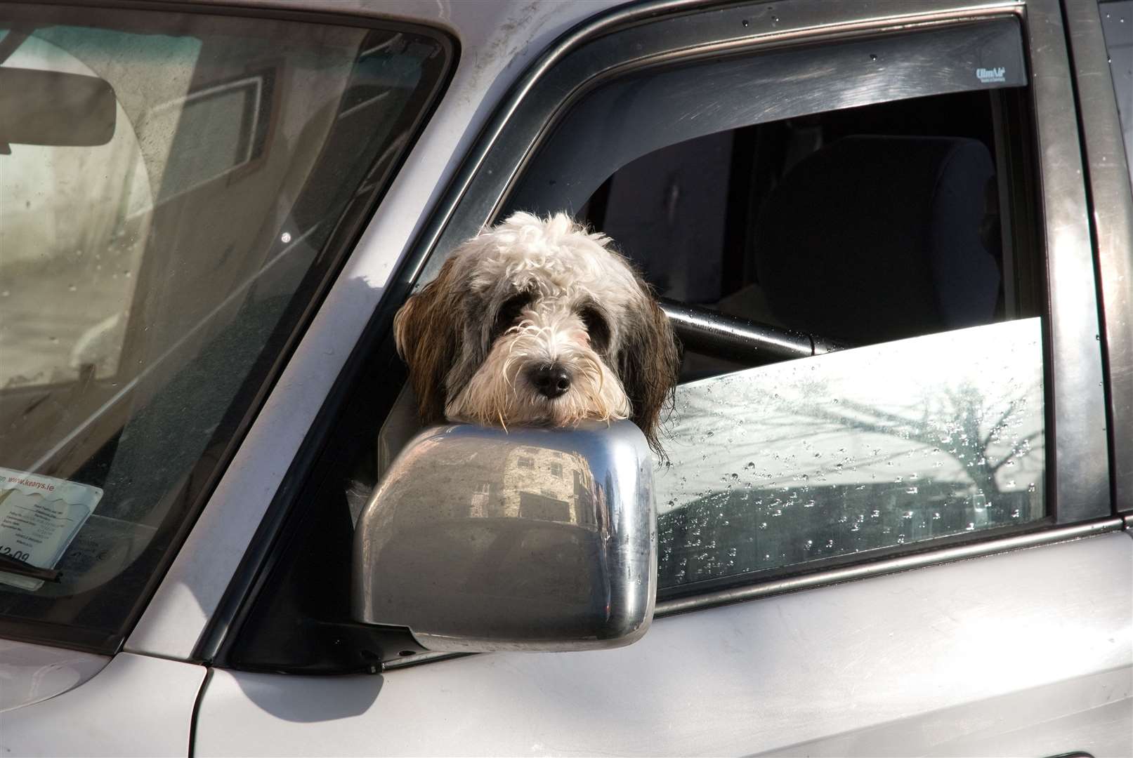 Highway Code Rule 57 states that all animals should be suitable restrained when in a car