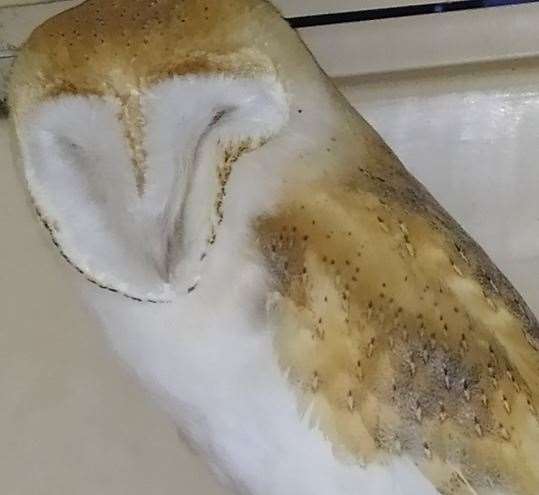 This barn owl has been taken in by Swampy’s Wildlife Rescue