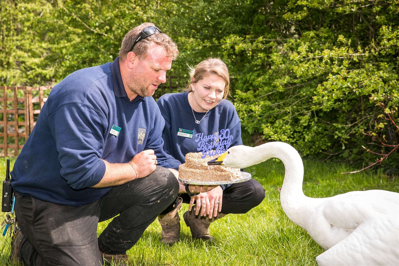 Pickles the swan prepares to celebrate his 30th birthday with cake at Leeds Castle, Maidstone, with keepers Mark Brattle and Hannah James. Picture: Leeds Castle