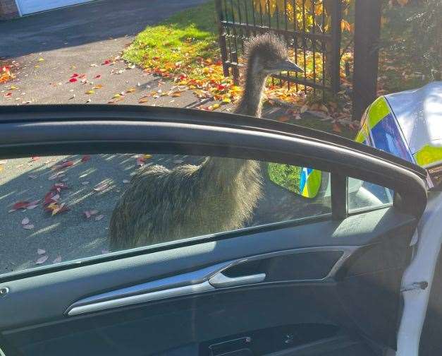 Police received a call this afternoon that an Emu had gone missing in the Maidstone area. Picture: Kent Police