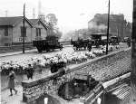 Sheep being driven across Maidstone bridge in the 1930s