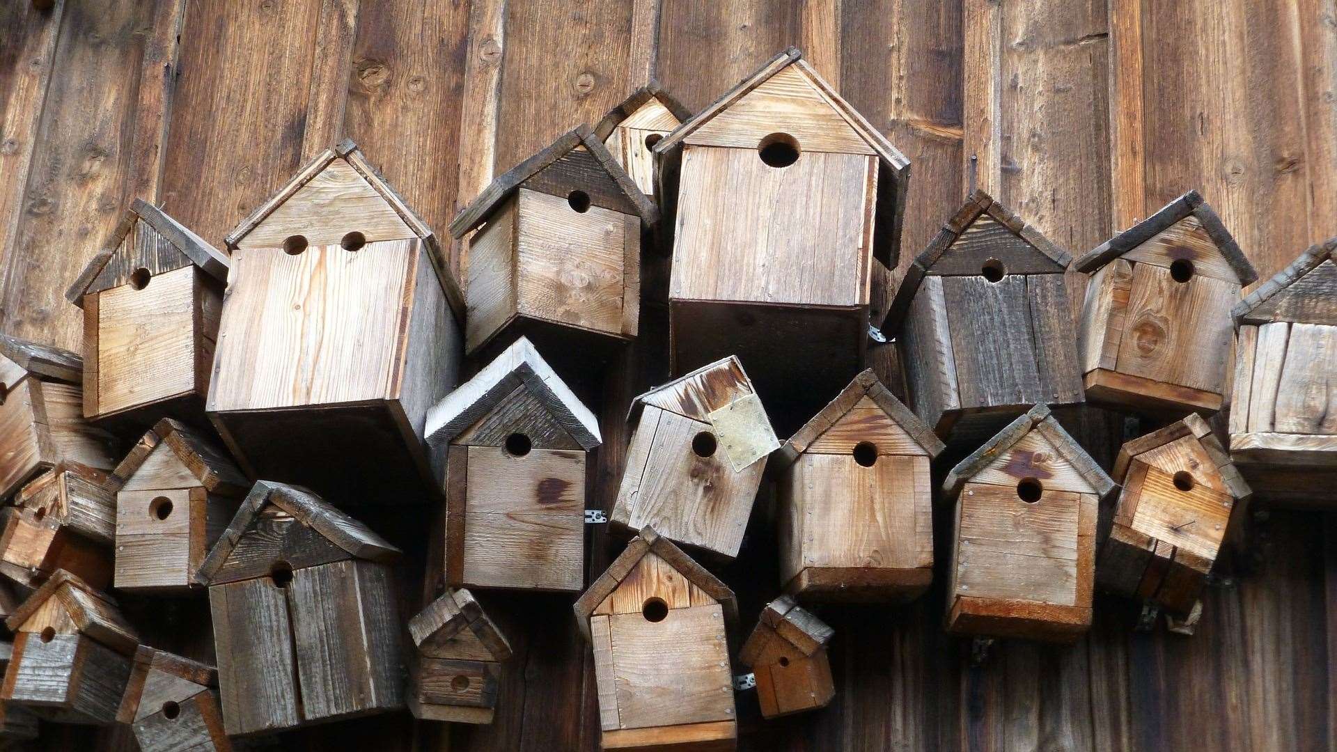 Make a nestbox to help the birds settle back in the UK