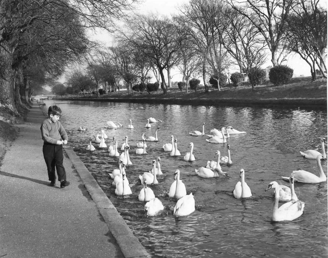 Feeding the swans at the Royal Military Canal in Hythe in 1960. Picture: Douglas Weaver
