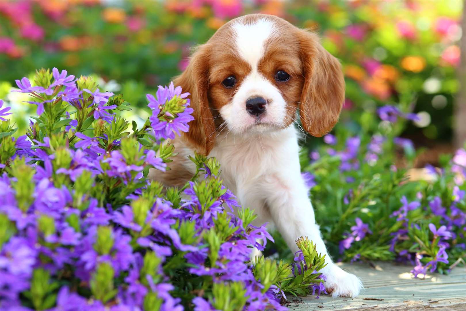 Puppies should stay away from bluebells or azaleas