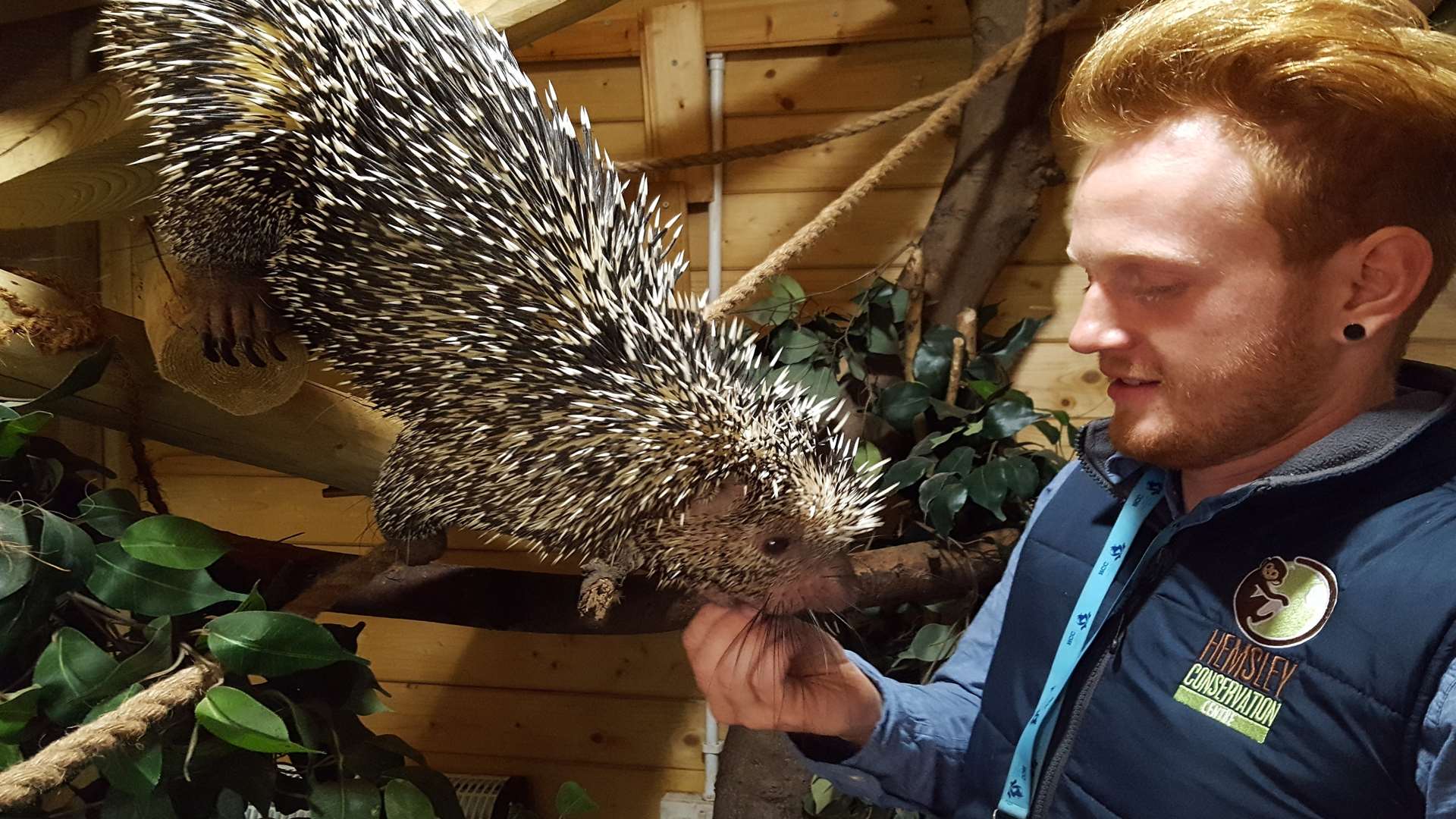 Zoo director Adam Hemsley with Klaus the prehensile tailed porcupine