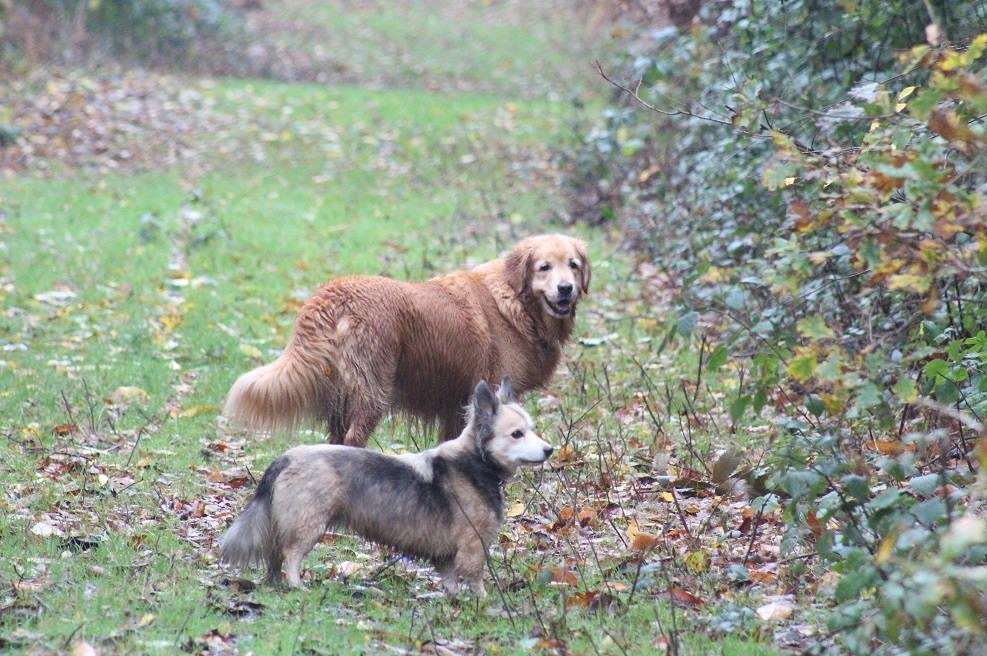 Dylan and Lilly the dogs at Holly Hill. Picture: Elaine Beal