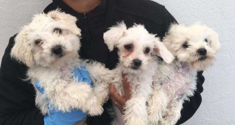 Three of the rescued puppies, who were found covered in oil after being smuggled into Kent through Dover port. Picture: Dogs Trust