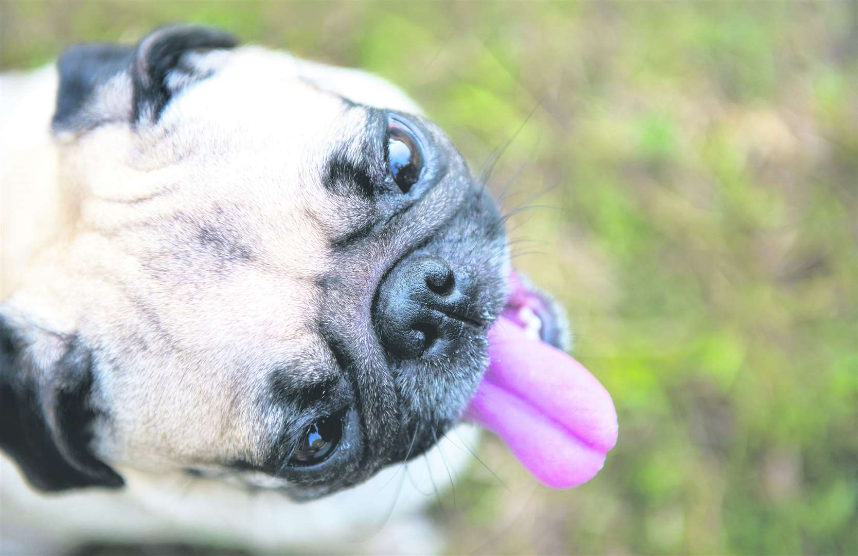 Pugs might make the perfect pet. Image: Stock photo