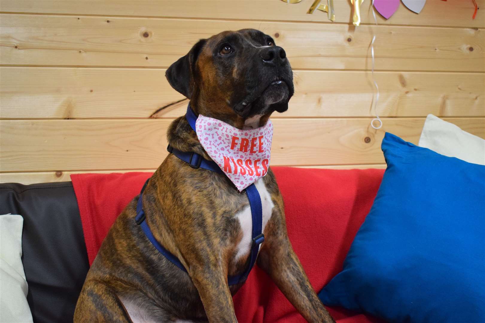 Luke the loveable mongrel is Britain's loneliest dog after spending Valentine's Day alone looking for his forever home. Picture: Battersea