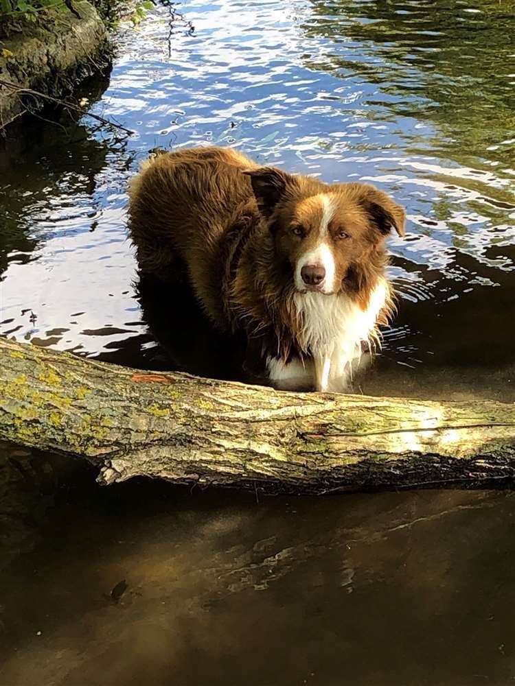 Taffy the Welsh collie