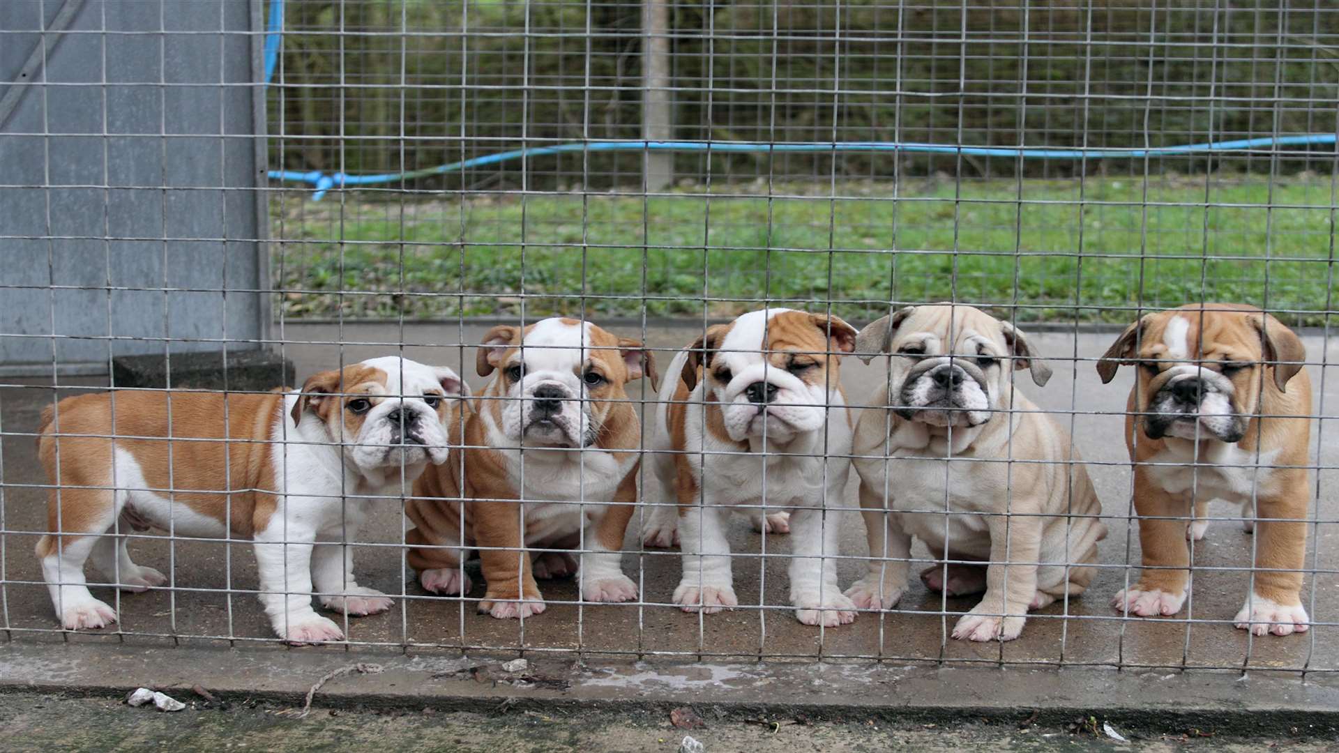 A litter of smuggled English Bulldogs spend time in quarantine to ensure they are not a health risk to the public