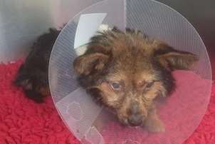 Stig was discovered in Manston Road, Margate, with a broken leg and a bad eye