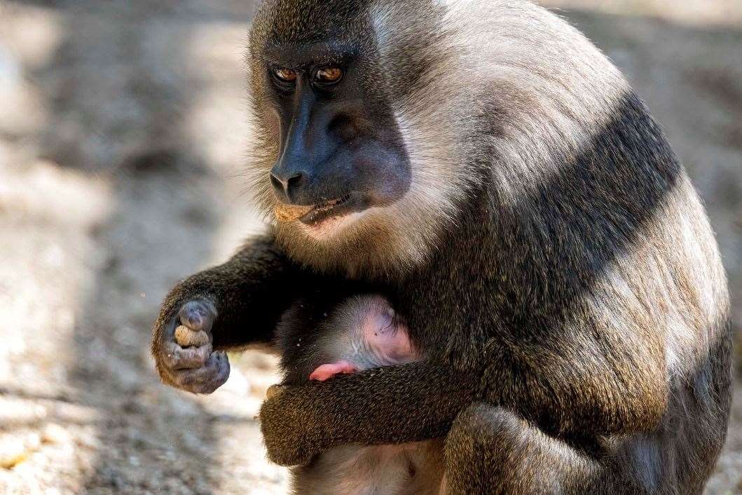 The baby drill monkey was born at Port Lympne. Picture: Shelley Kettle