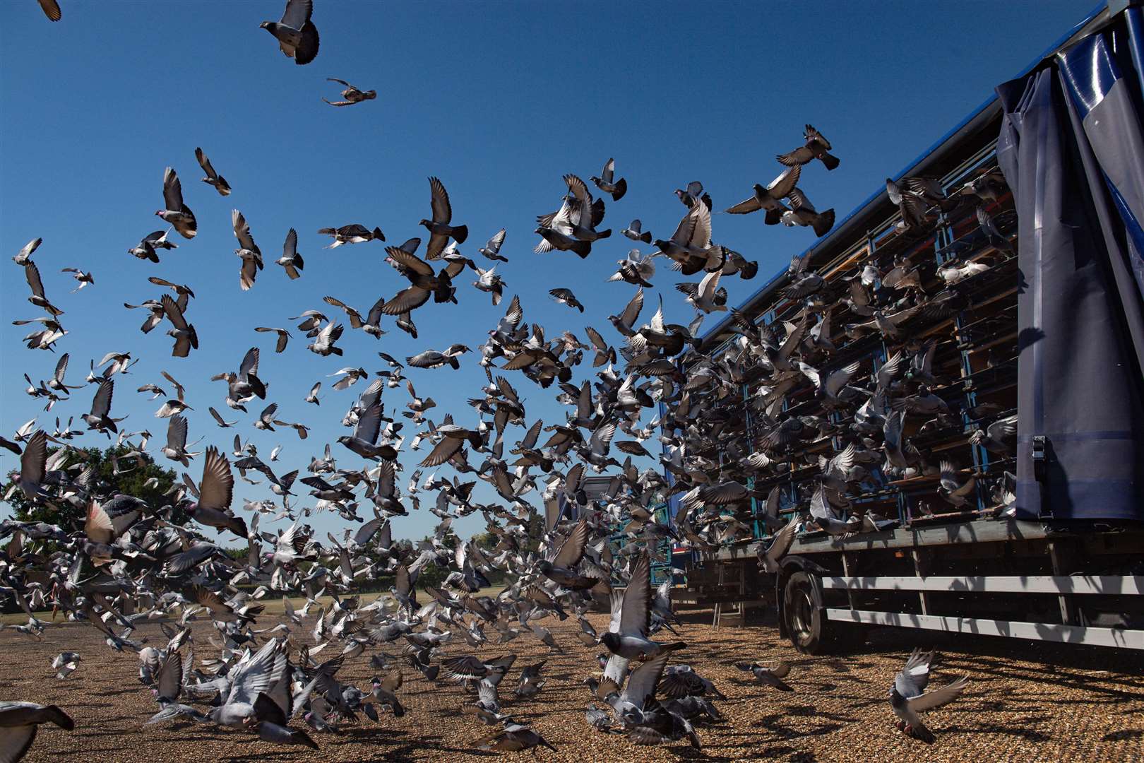 Thousands of birds belonging to members of the Barnsley Federation of Racing Pigeons (Jacob King/PA)