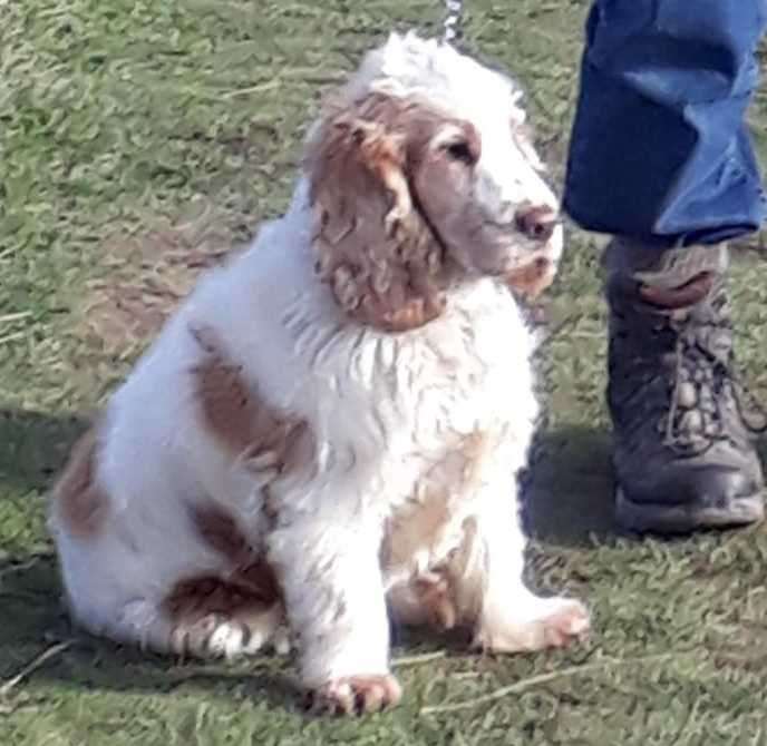 Daisy the dog was taken from Hollingbourne. Picture: Pam Nash