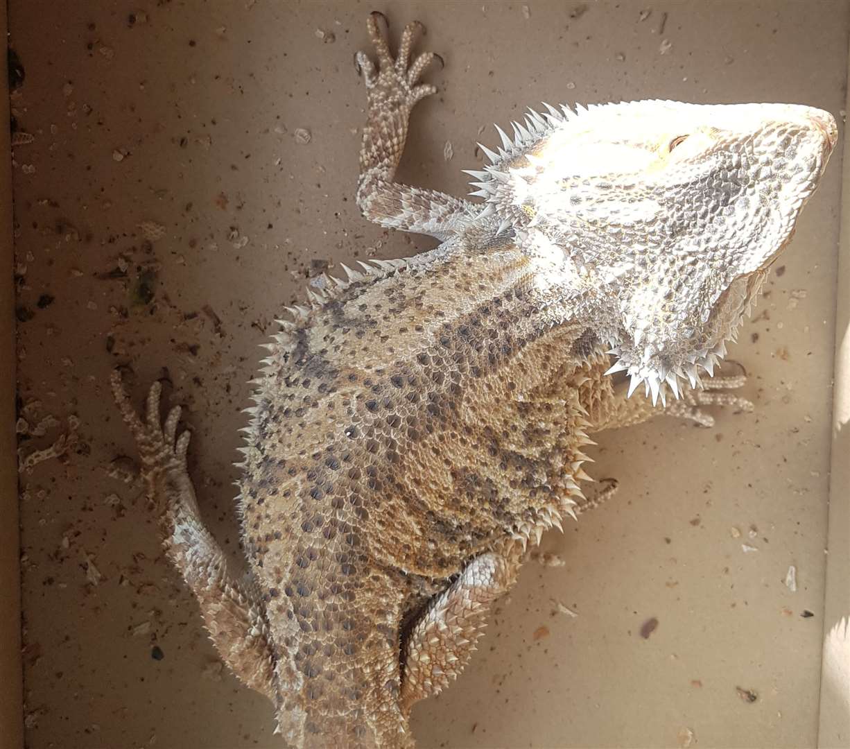 This bearded dragon was found abandoned among the rubbish in Sittingbourne