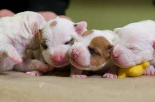The puppies brought into the rehoming centre were days old. Picture: Dogs Trust