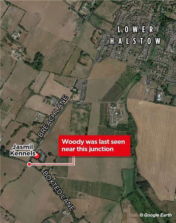 Woody was last spotted outside Jasmil Kennels before being brought home