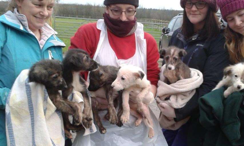 The puppies are now being cared for at the Lord Whisky Animal Sanctuary