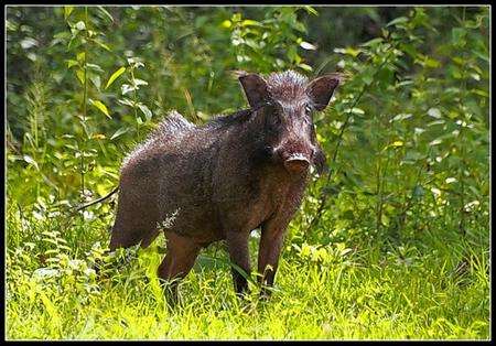 Wild Boar who have arrived at Wildwood in Herne Common