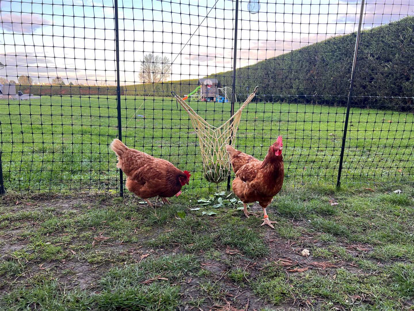 Katriona Shovlin's hens. Picture: Megan Carr